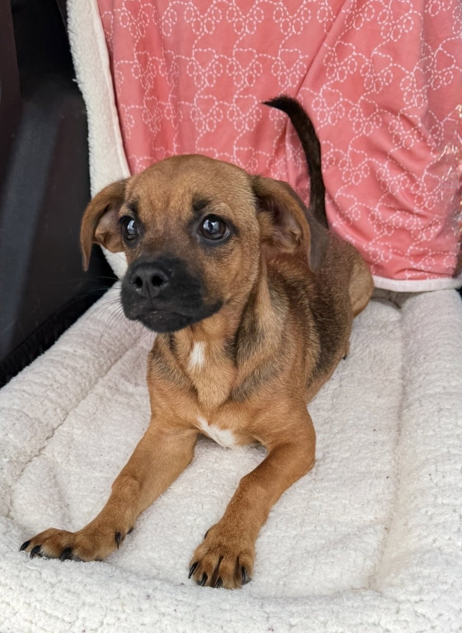 Buttercup (pek/beagle)- pocket sized princess