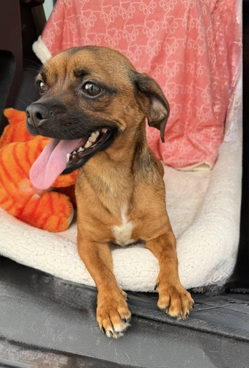 Daisy - No More Applications Please photo 5