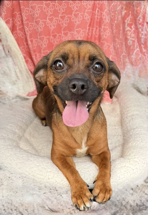 Daisy - No More Applications Please photo 6