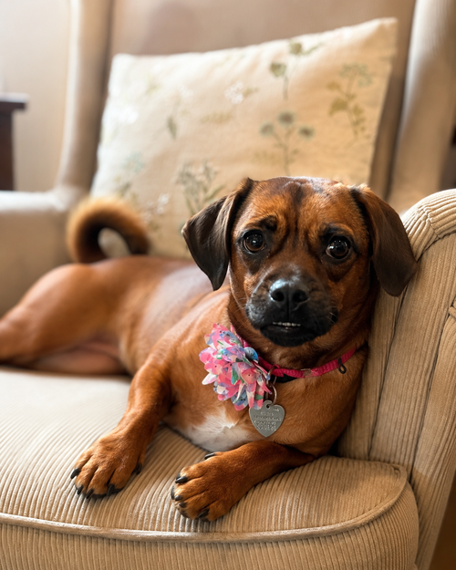 Daisy - No More Applications Please