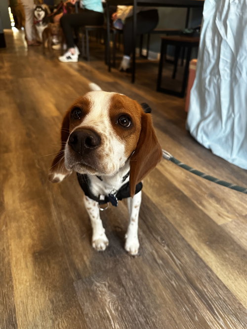 Toby - Cute Beagle Boy