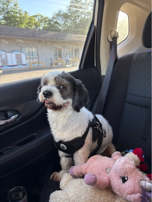 Rocky - No More Applications, Please photo 3