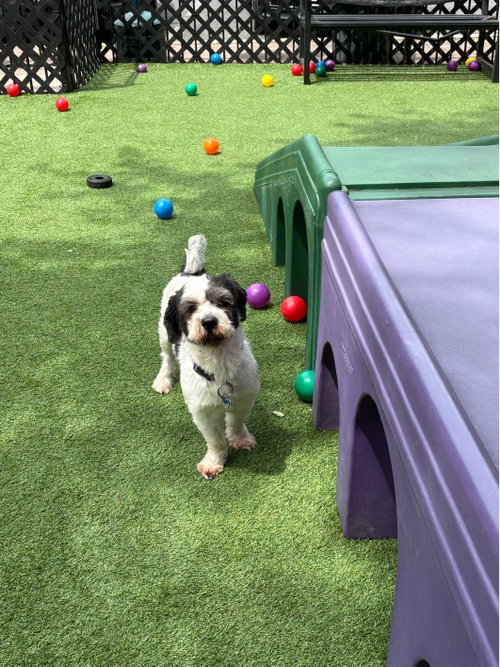 Rocky - Sweet Shih Tzu