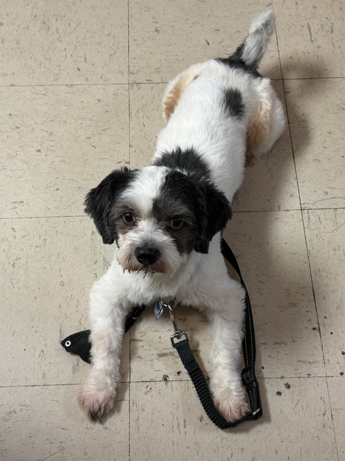 Rocky - No More Applications, Please photo 4
