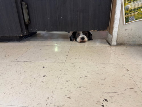 Rocky - No More Applications, Please photo 5