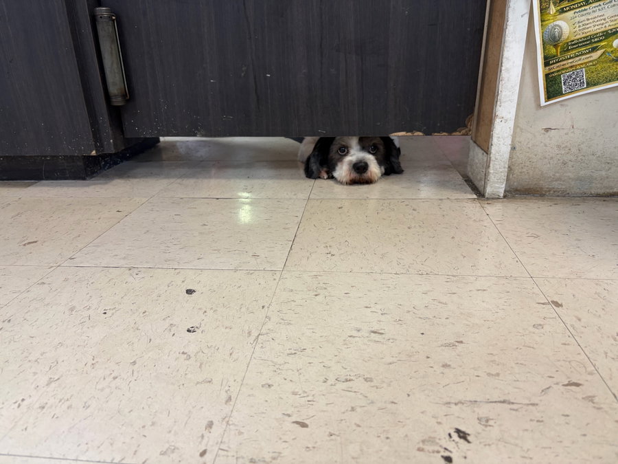 Rocky - Sweet Shih Tzu