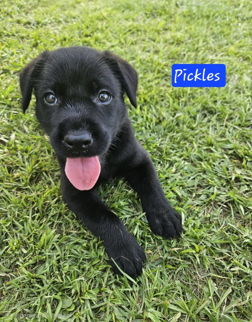 Pickles - Ready to Relish Life!