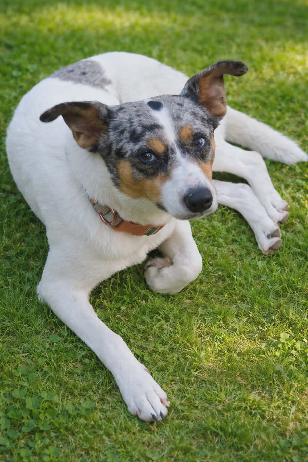 Marley, dog