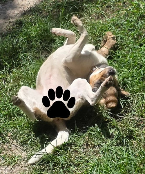 Marley photo 3
