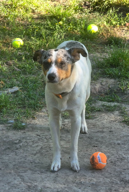 Marley photo 4