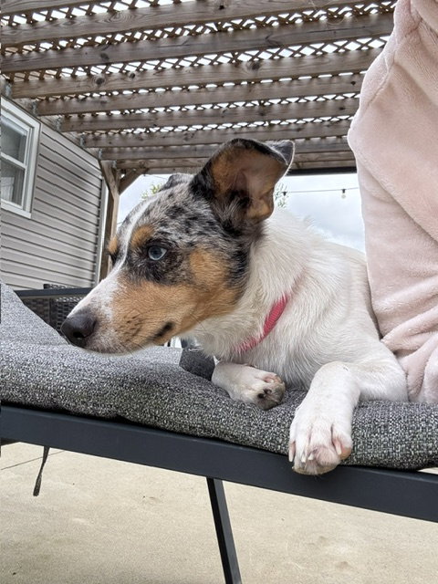 Photo 3 of Marley - Maybe Me?