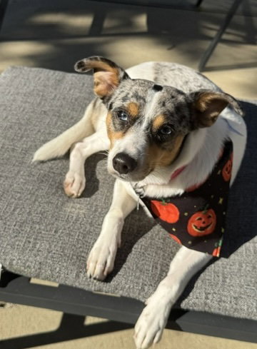 Marley - Maybe Me?, Australian Cattle Dog/Blue Heeler / Mixed (medium coat)