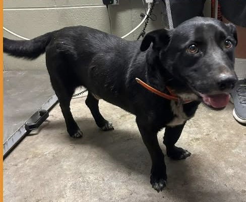Bandit-quiet companion, loyal heart