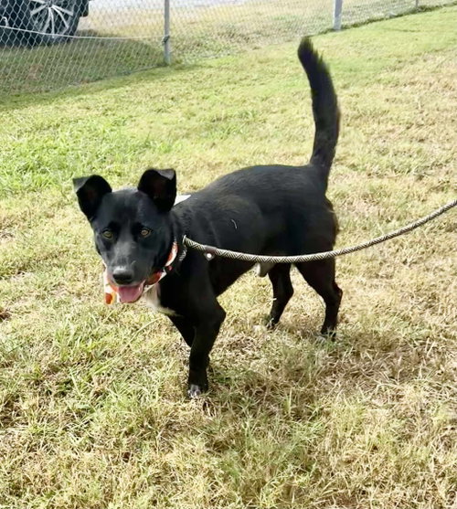 Bandit-quiet companion, loyal heart photo 3