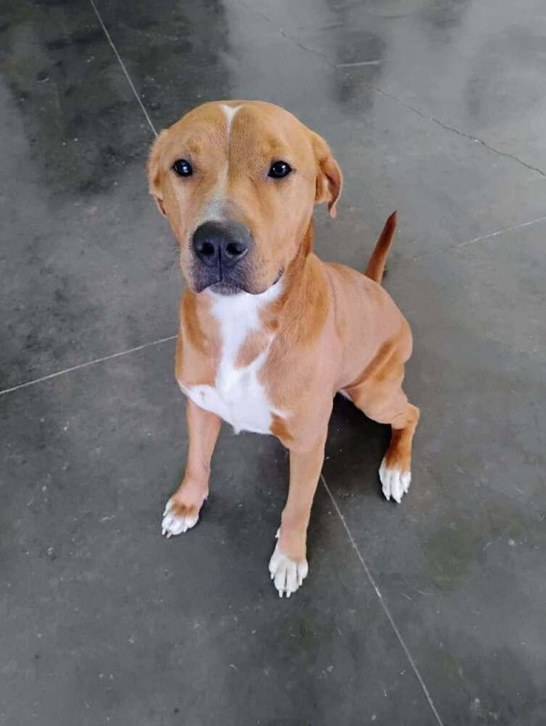 Bruno- our golden boy