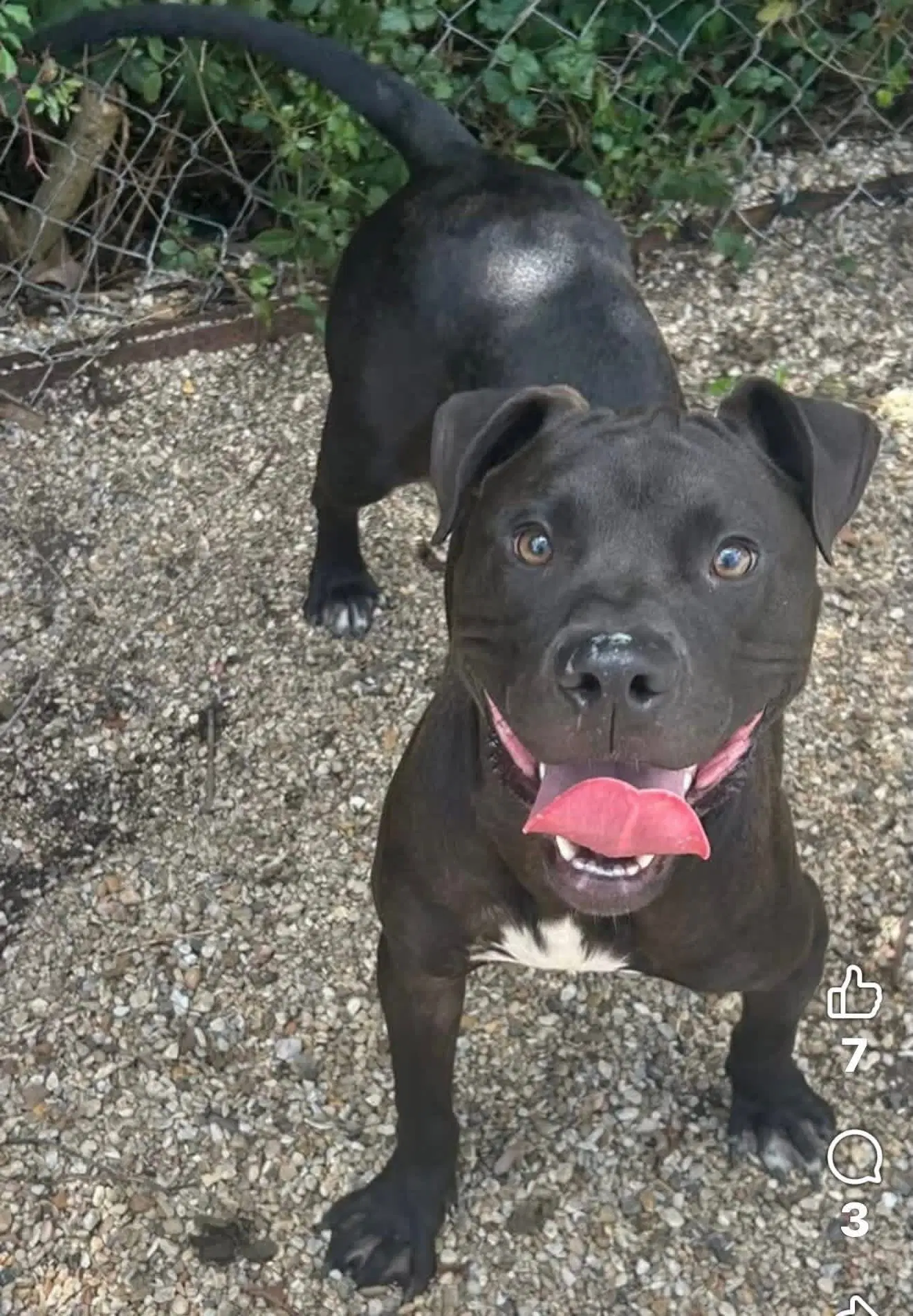 Casio- Easy Boy Easy Love - American Pit Bull Terrier