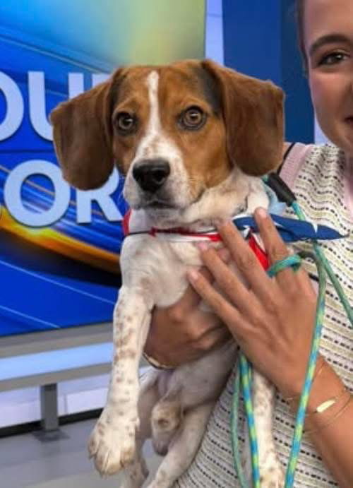 Sprocket- beautiful beagle