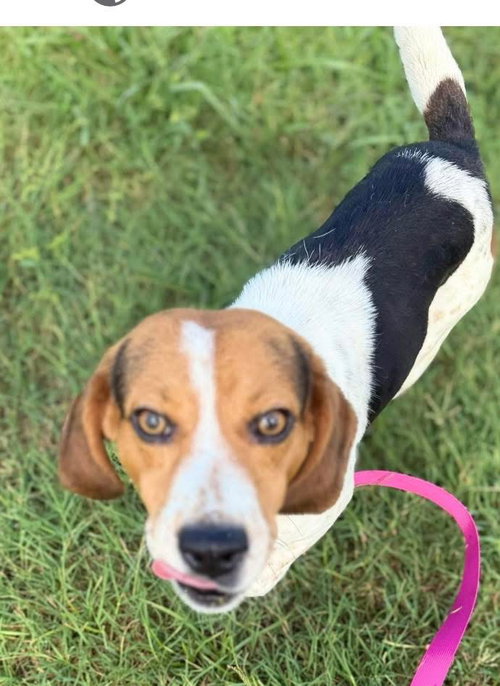 Sprocket- beautiful beagle photo 2