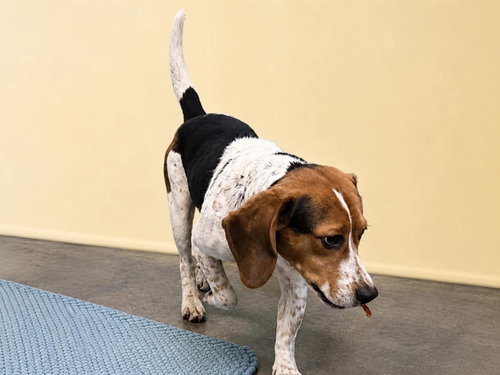 Sprocket- beautiful beagle photo 3