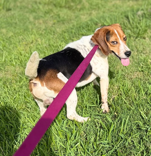 Sprocket- beautiful beagle photo 4