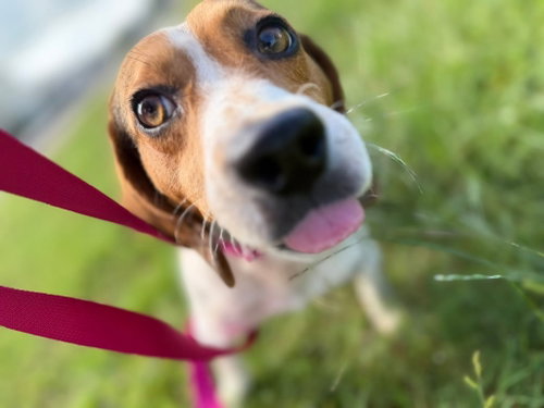 Sprocket- beautiful beagle photo 5