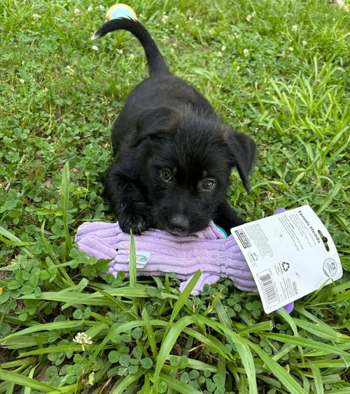 Lenny- sidekick material photo 2