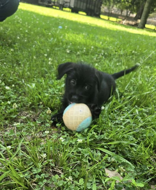 Lenny- sidekick material photo 3