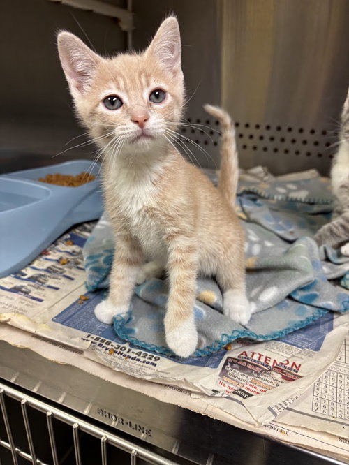 EMRYS, an adoptable Domestic Short Hair in Oakhurst, NJ
