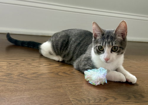 EZRA, a cat for adoption from Wag On Inn Rescue