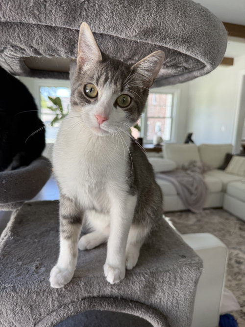 Ezra, Domestic Short Hair / Mixed (short coat)