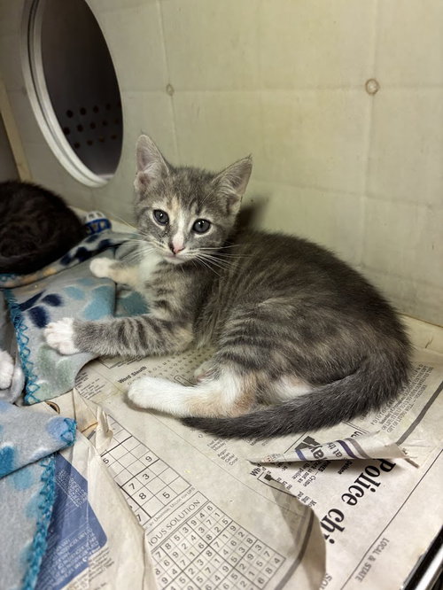 EMILIA, an adoptable Domestic Short Hair in Oakhurst, NJ