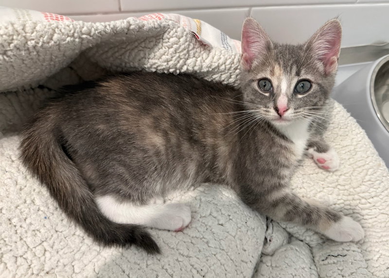EMILIA ~ Adoption Pending!!