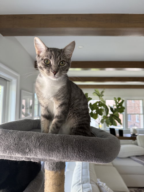 Everett, Domestic Short Hair / Mixed (short coat)