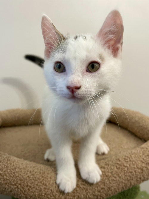 BEAR & NOODLE (bonded), an adoptable Domestic Short Hair in Oakhurst, NJ