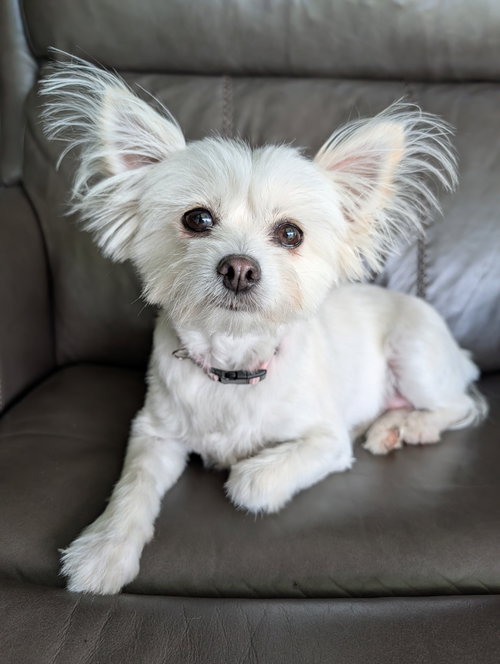 Foxy- those ears!