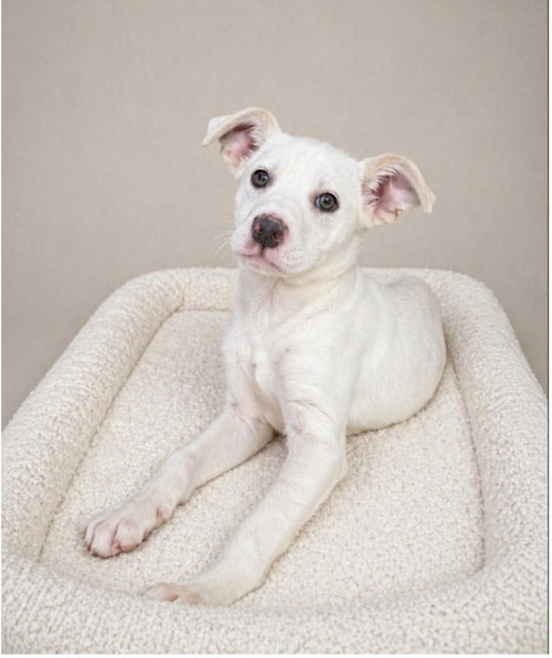 Biscuit- beautiful girl