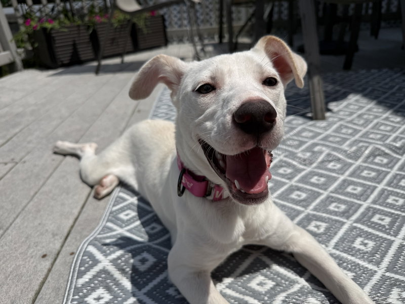 Biscuit (lab) – beautiful girl
