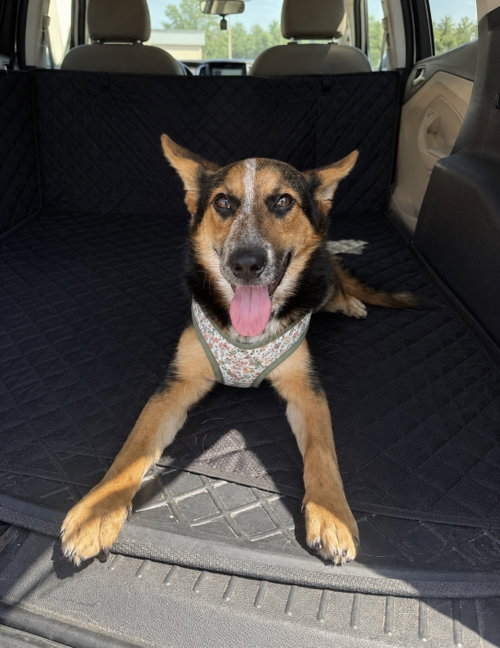 Ava- your best girl