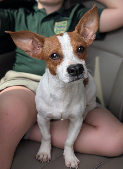 Cornelius