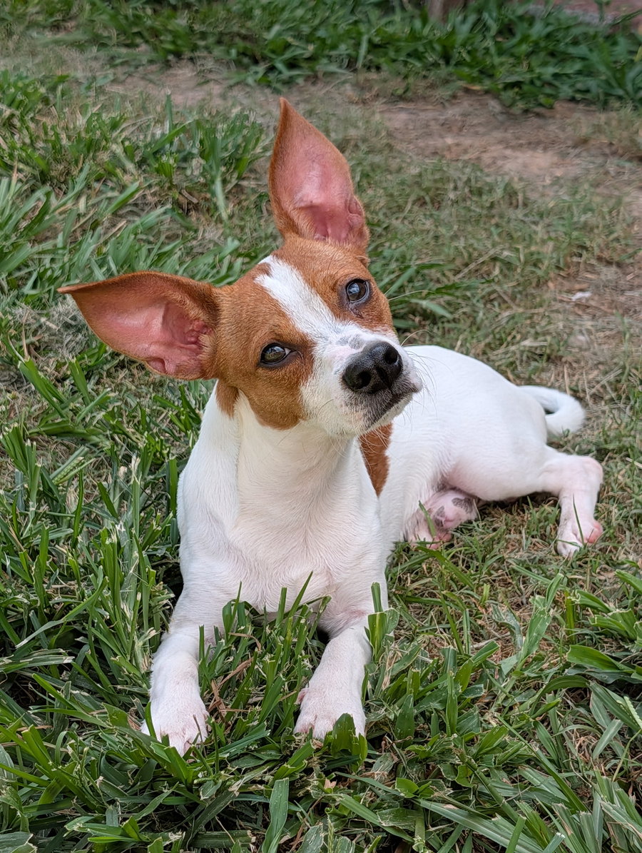 Cornelius