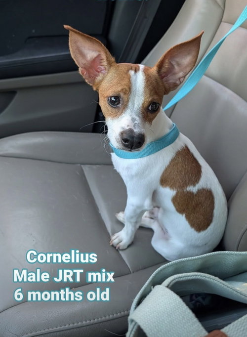 Cornelius