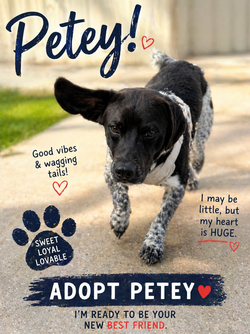 Petey- absolutely adorable