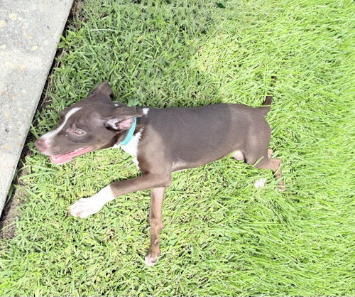 Chip- blue eyed boy photo 4