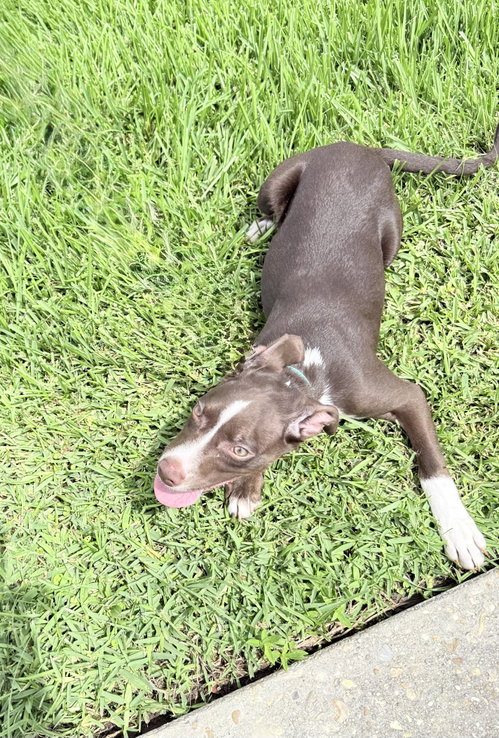 Chip- blue eyed boy photo 5