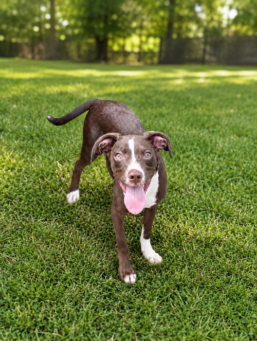 Chip- blue eyed boy