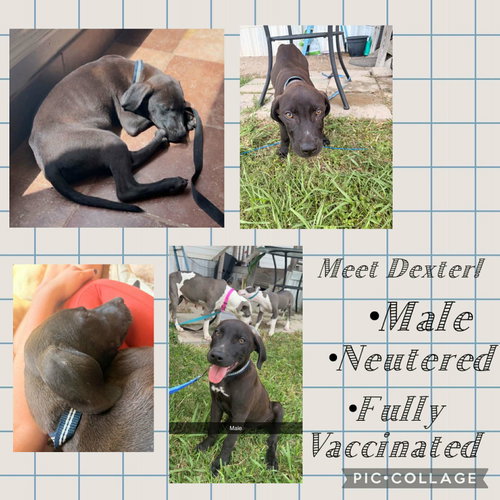Dexter- beautiful lab boy