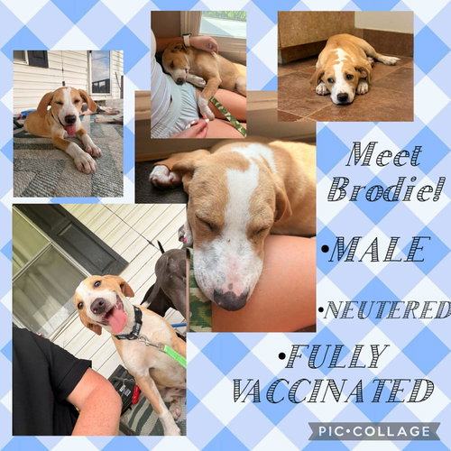 Brodie- adorable beagle mix
