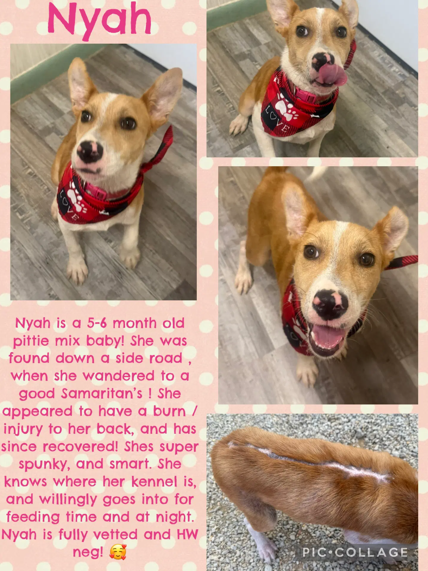 Nyah - Small Survivor Big Heart - Jack Russell Terrier