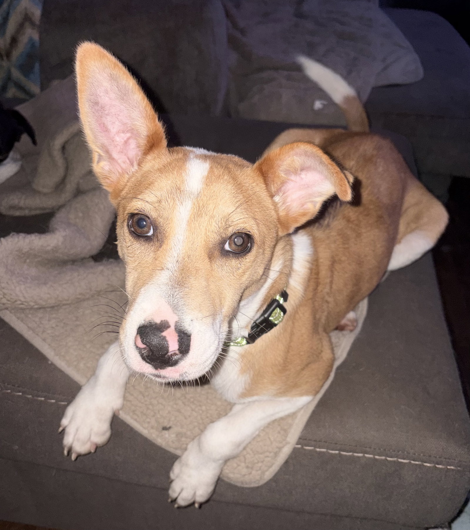 Nyah - Small Survivor, Big Heart, photo 14