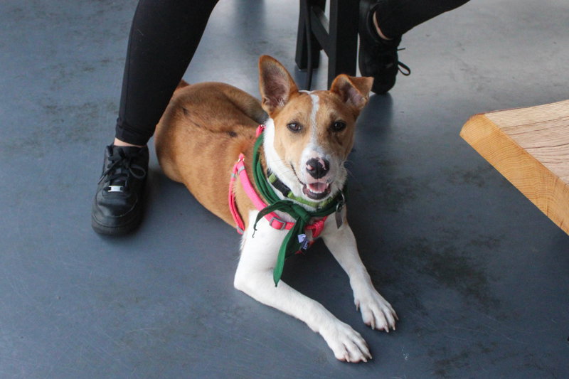 Nyah – Small Survivor, Big Heart